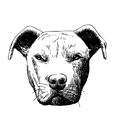 Пітбуль